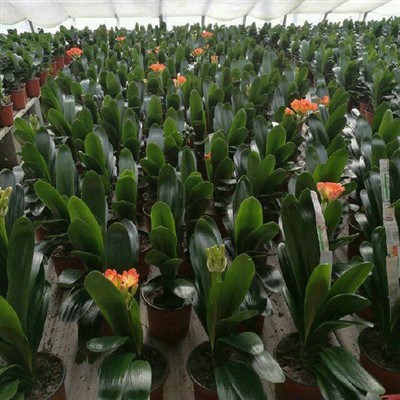 Clivia cvijet sadnice