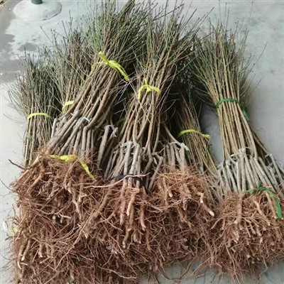 Seedlings breskve