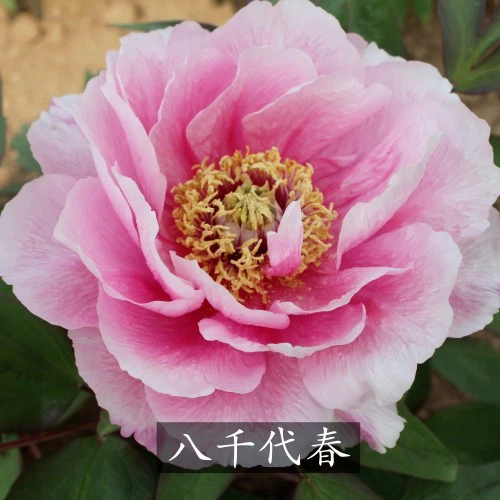 Yachiyo Tsubaki Peony best